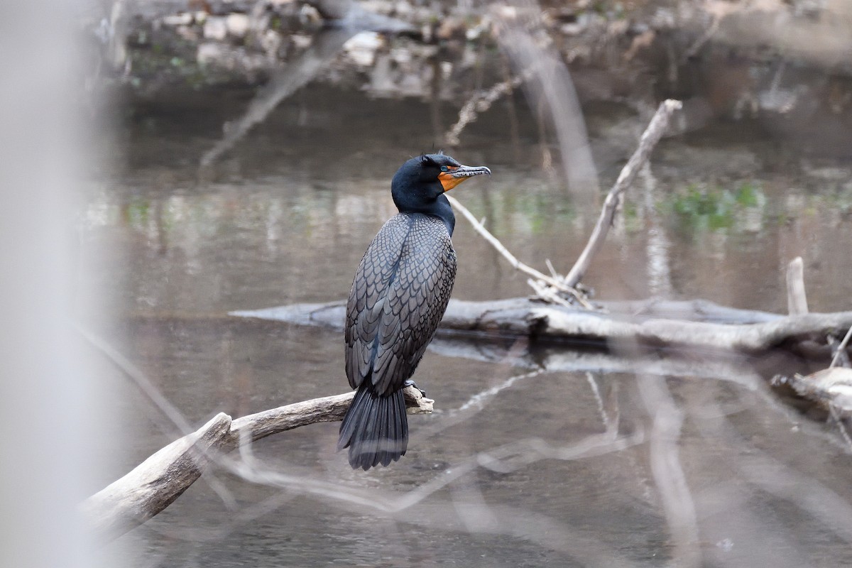 Cormoran à aigrettes - ML96662751