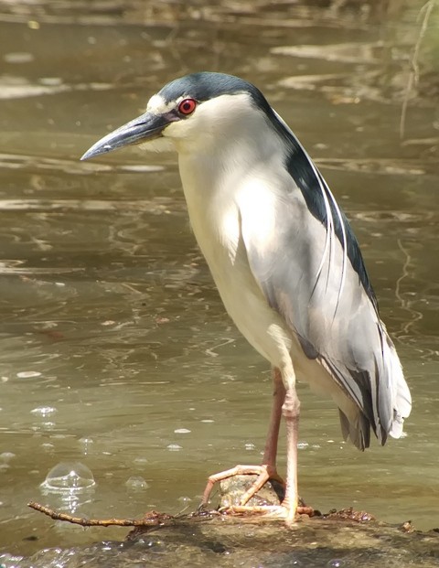 Black-crowned Night Heron - ML96666621