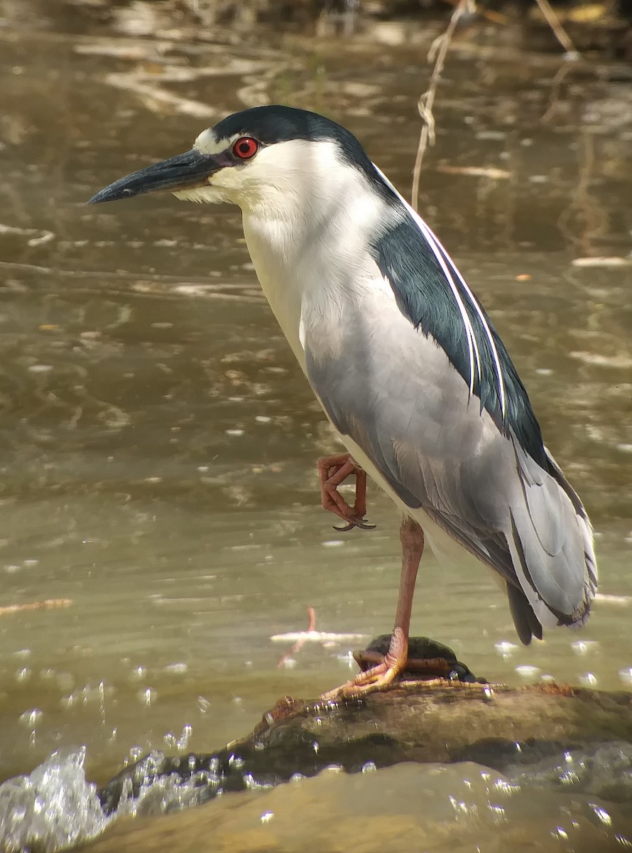 Black-crowned Night Heron - ML96666711