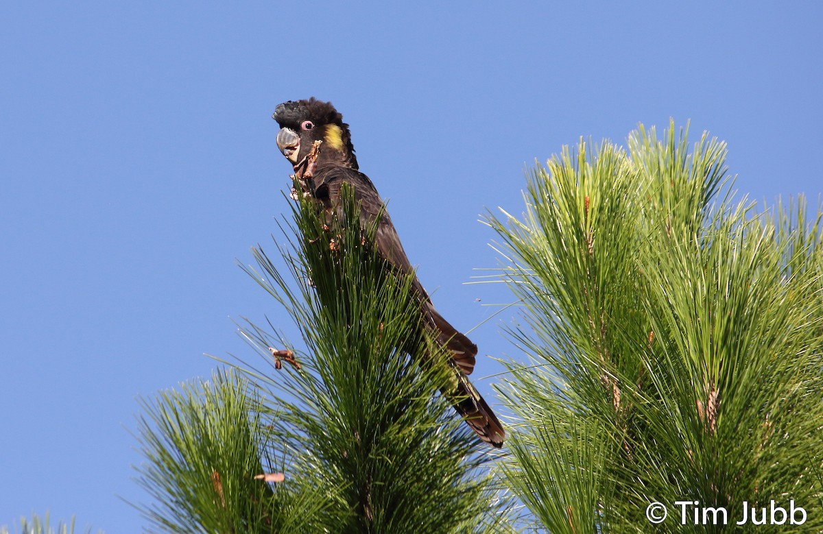 Yellow-tailed Black-Cockatoo - ML96666721