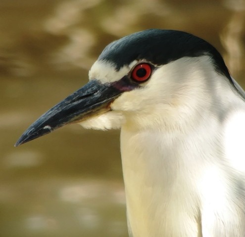 Black-crowned Night Heron - ML96666791