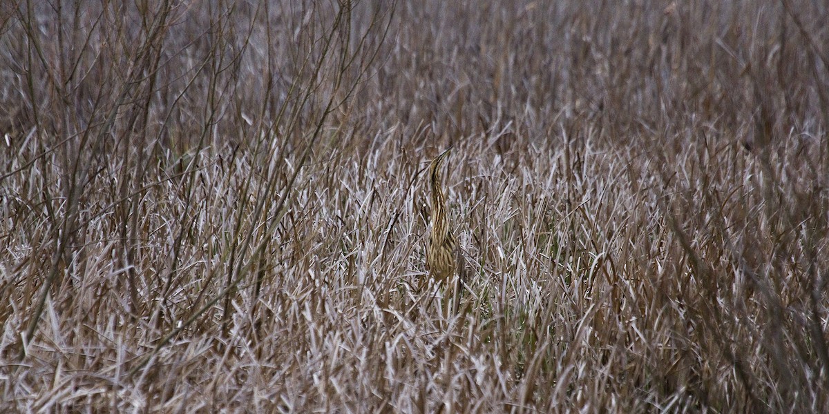 American Bittern - ML96667621