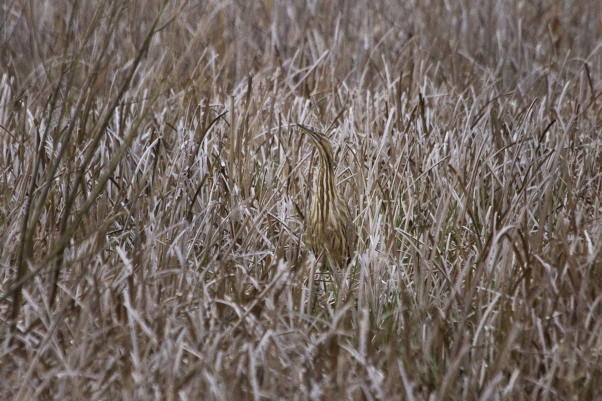 Butor d'Amérique - ML96667731