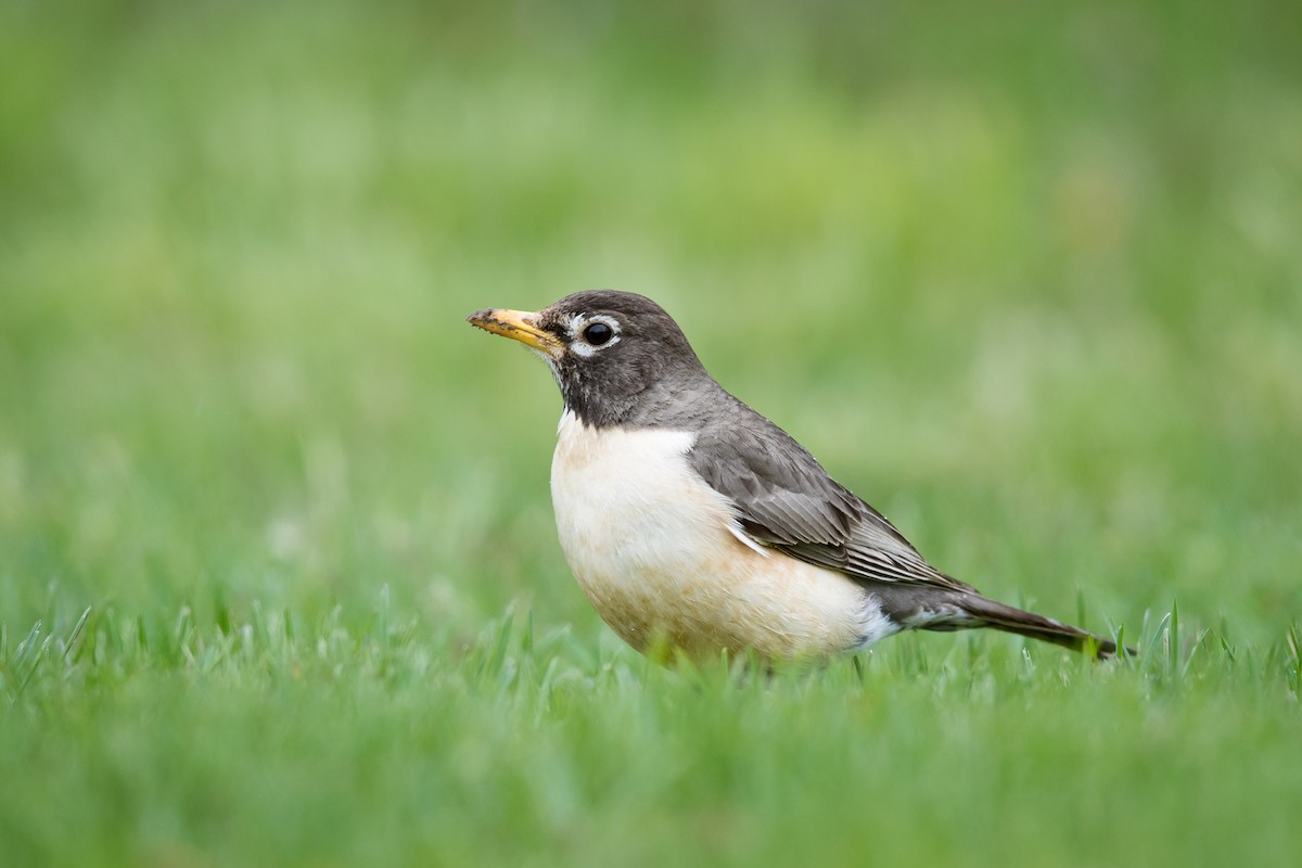 American Robin - ML96667841