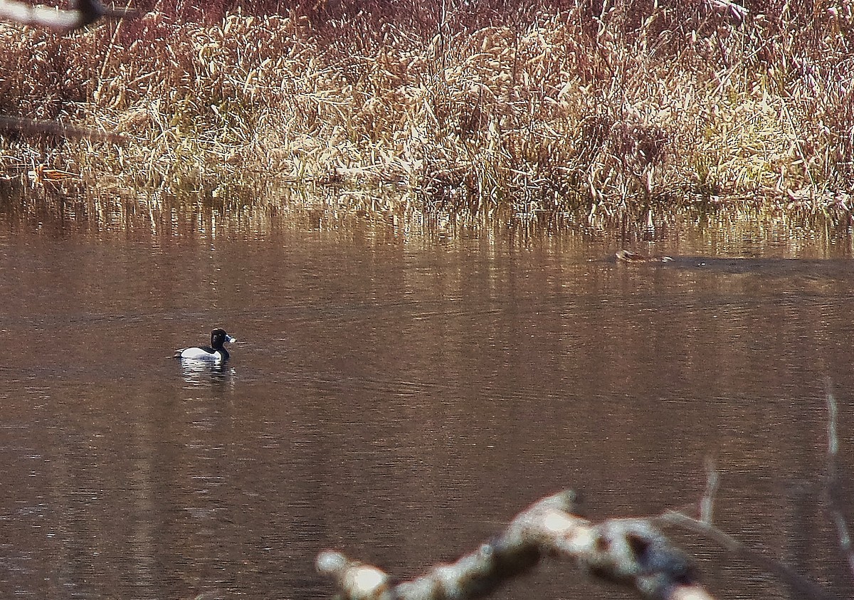 Ring-necked Duck - ML96670471