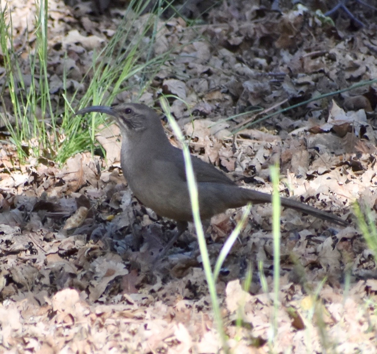 California Thrasher - John/Linda Mendoza