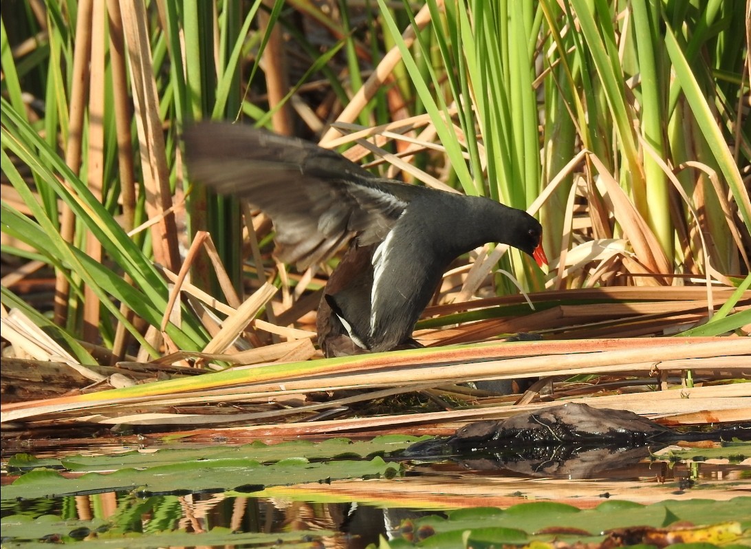 Common Gallinule - deborah grimes