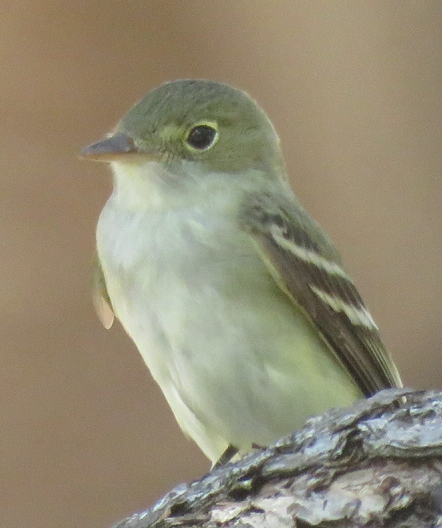 Acadian Flycatcher - ML96672391