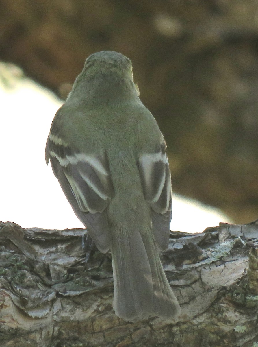 Acadian Flycatcher - ML96672421