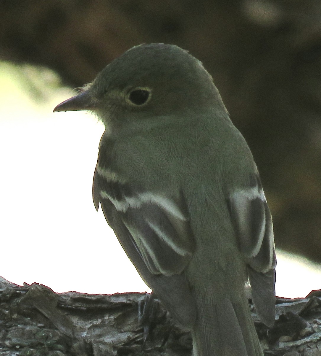 Acadian Flycatcher - ML96672481