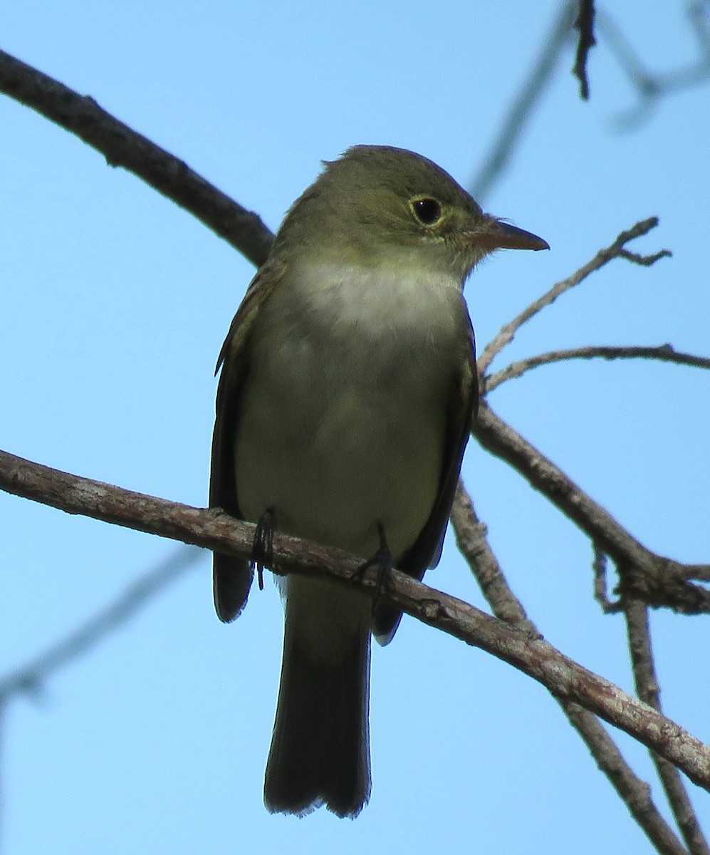 Acadian Flycatcher - ML96672551