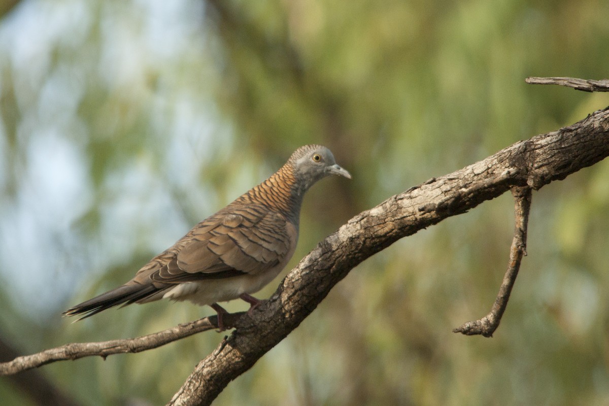 Bar-shouldered Dove - ML96676851