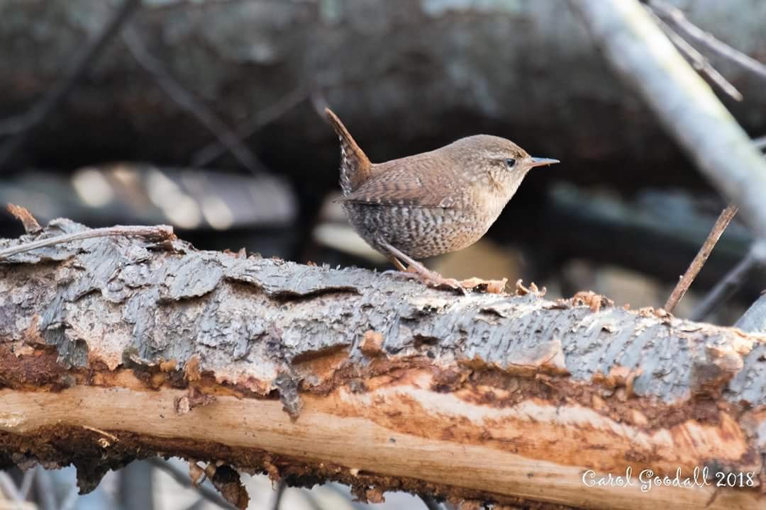 Winter Wren - ML96677641