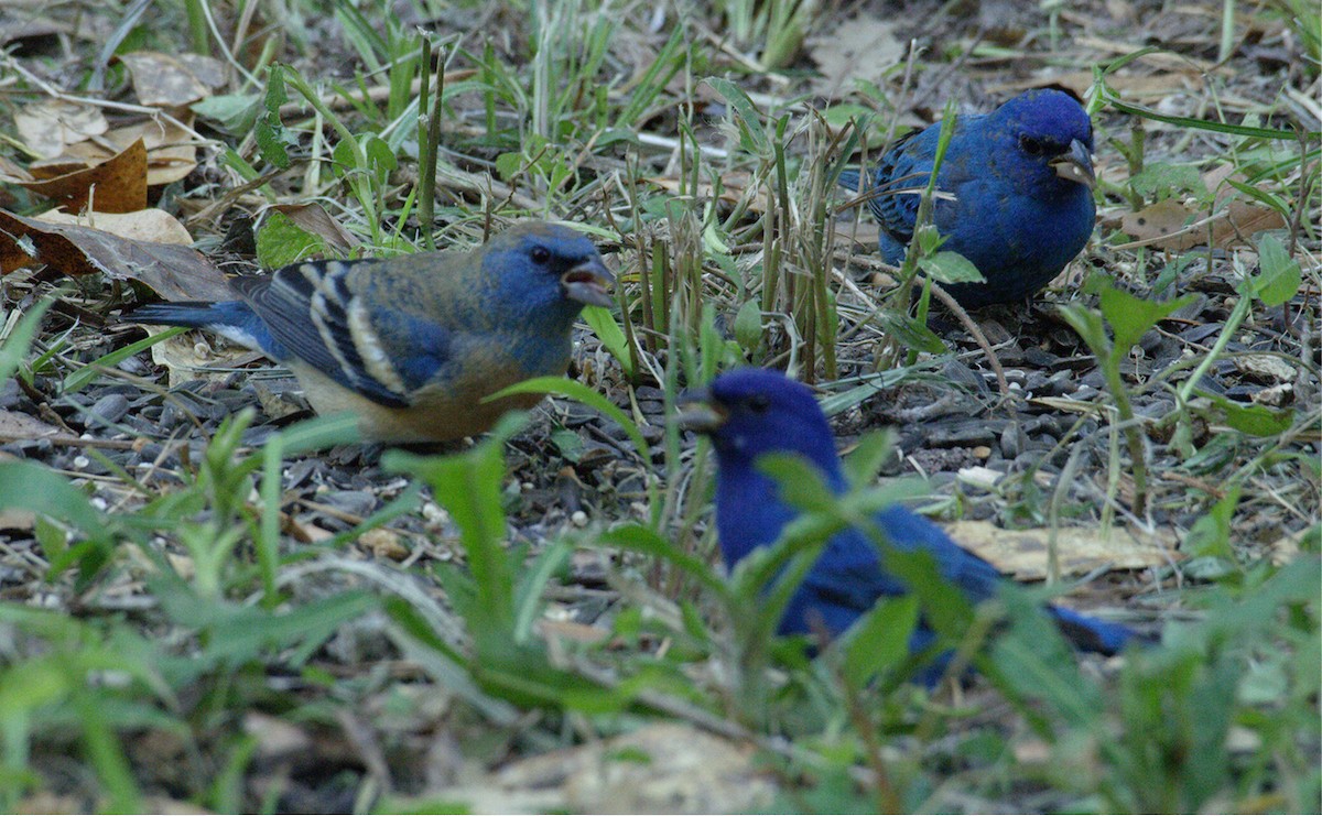 Lazuli Bunting - ML96678141