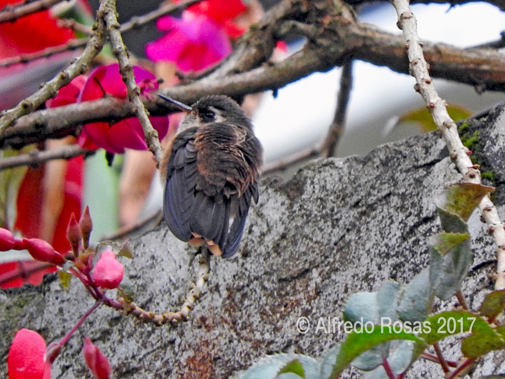 Colibri moucheté - ML96680751