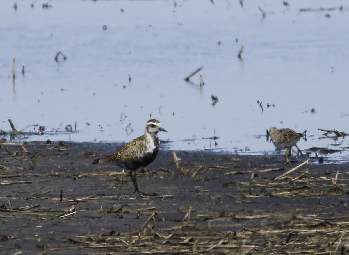 American Golden-Plover - ML96681541