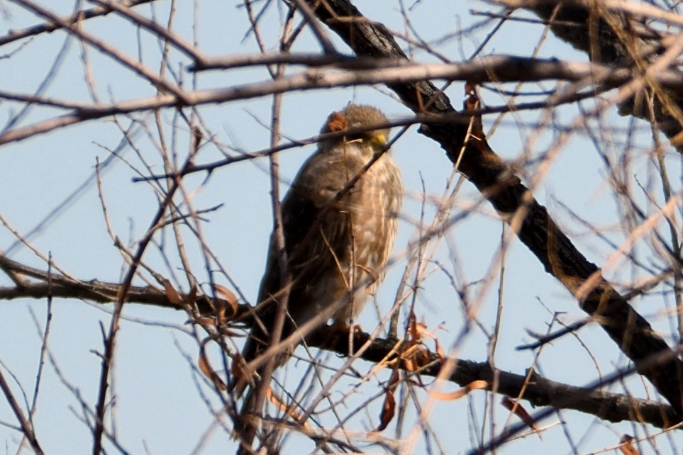 Merlin (Prairie) - ML96685141