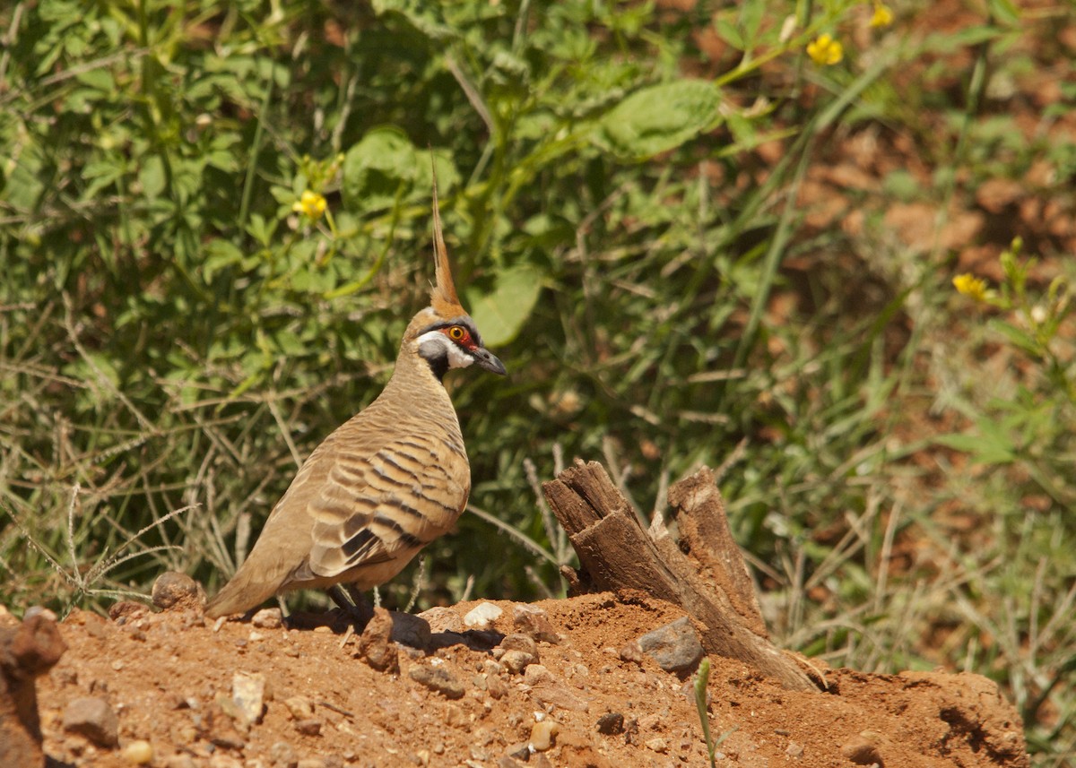 Spinifex Pigeon - ML96685331