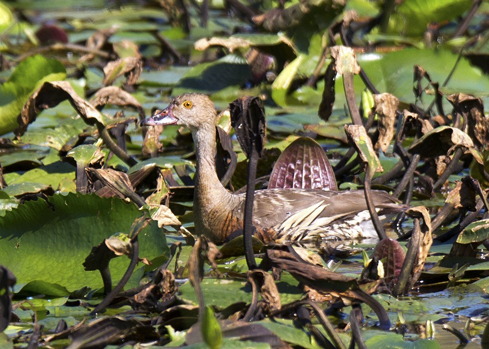 Plumed Whistling-Duck - ML96686071