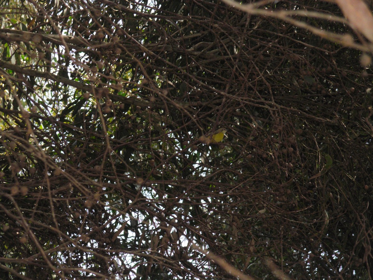 White-throated Gerygone - ML96687551