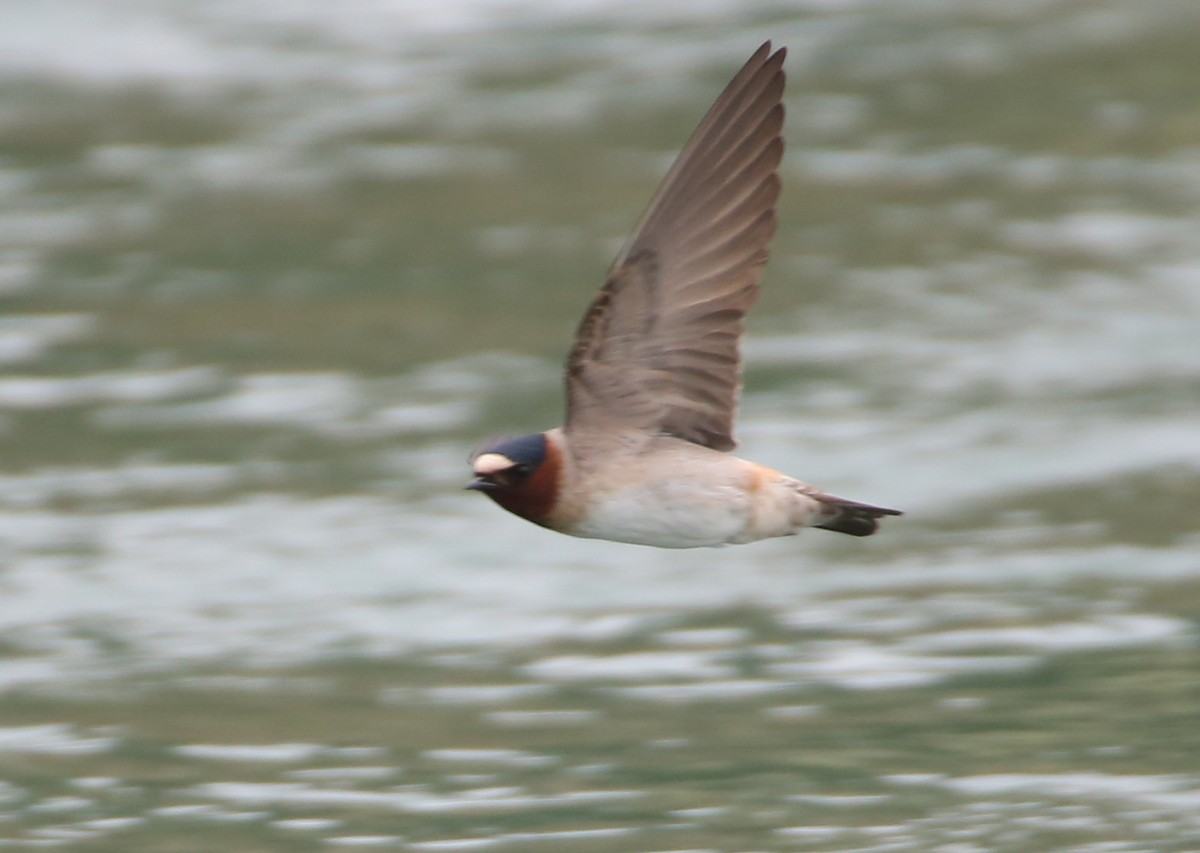 Cliff Swallow - ML96688651