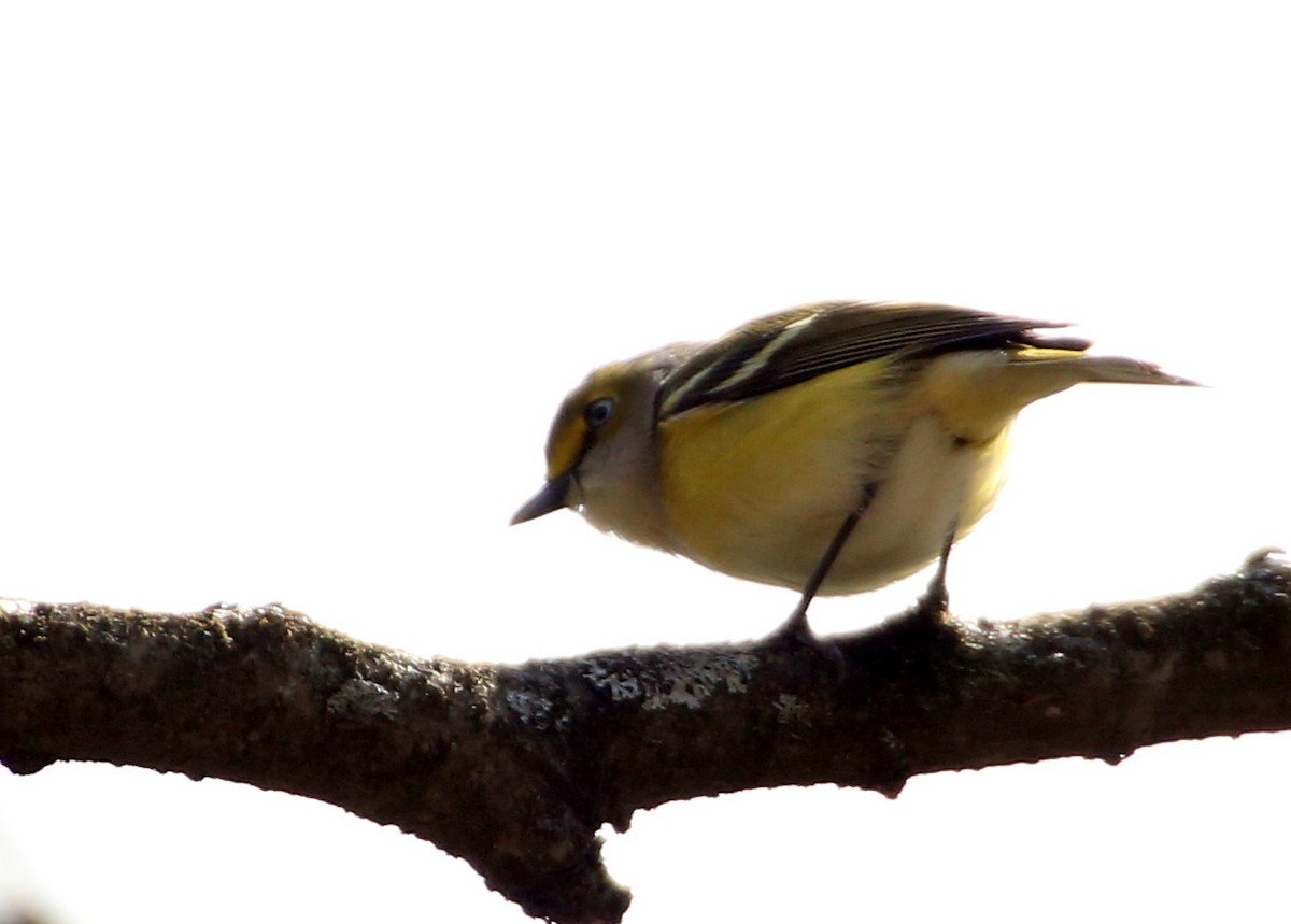 Vireo Ojiblanco - ML96689481