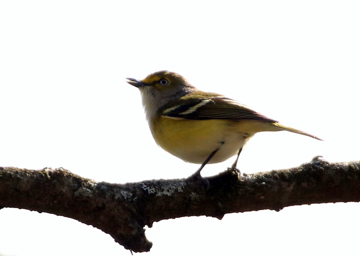 Vireo Ojiblanco - ML96689491