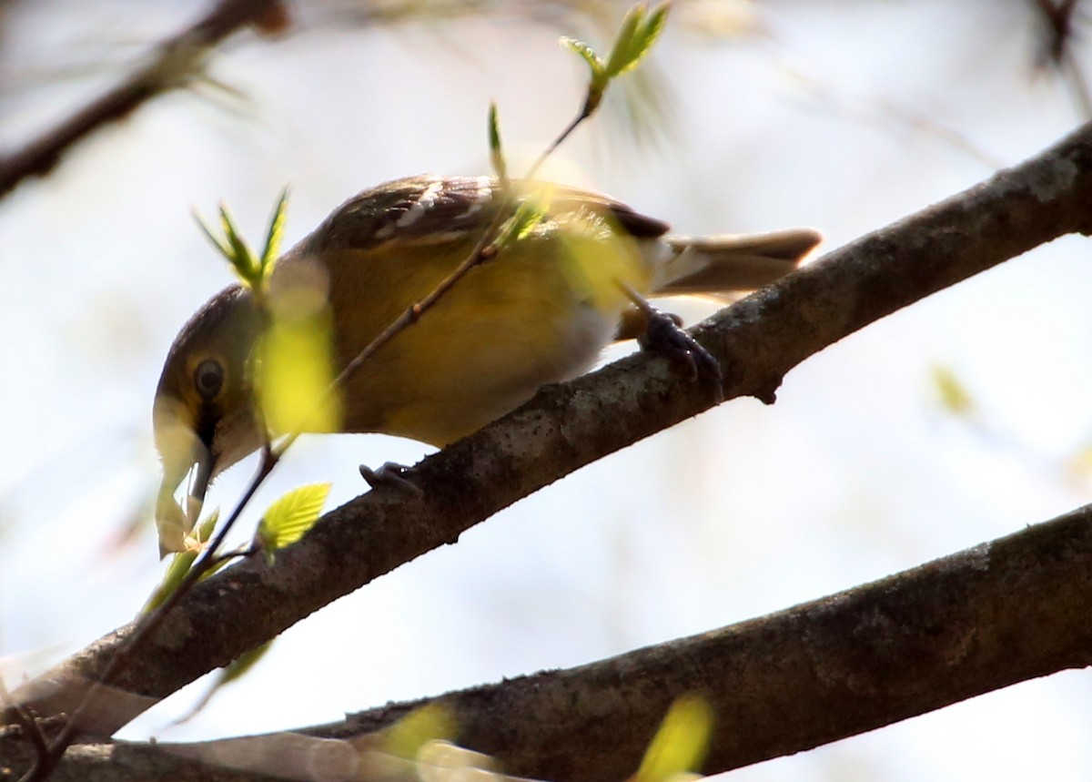 Vireo Ojiblanco - ML96689501