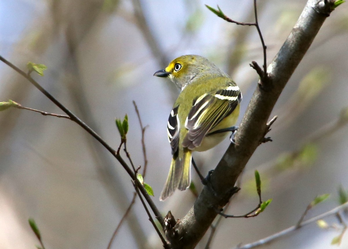 Vireo Ojiblanco - ML96689511