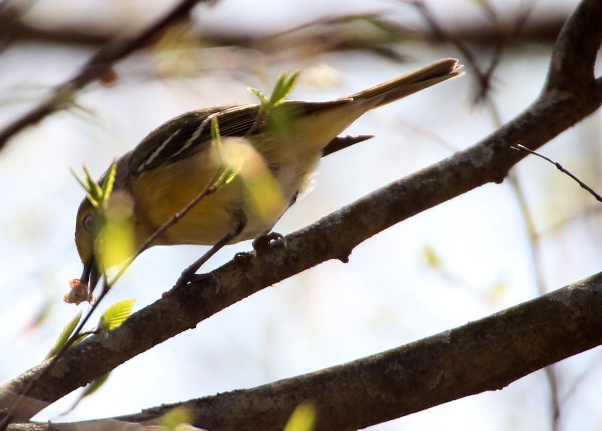 Vireo Ojiblanco - ML96689521
