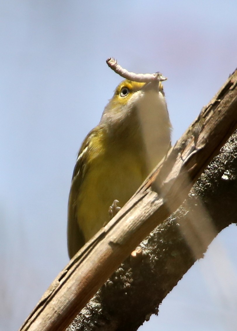 Vireo Ojiblanco - ML96689541