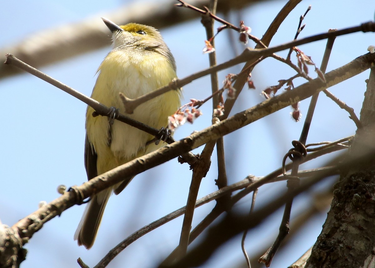 Vireo Ojiblanco - ML96689551