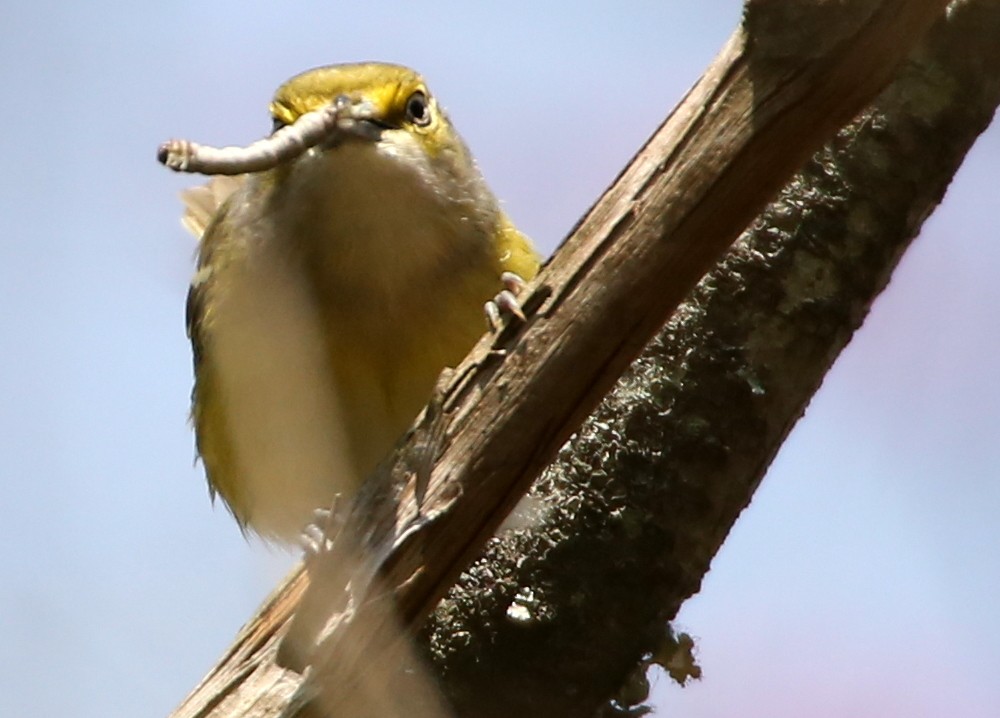 Vireo Ojiblanco - ML96689561