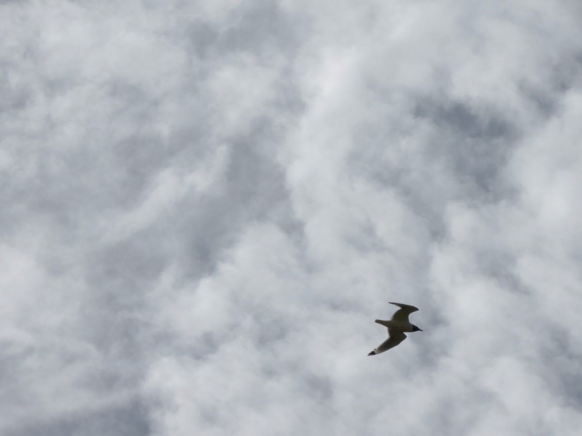 Franklin's Gull - ML96691411