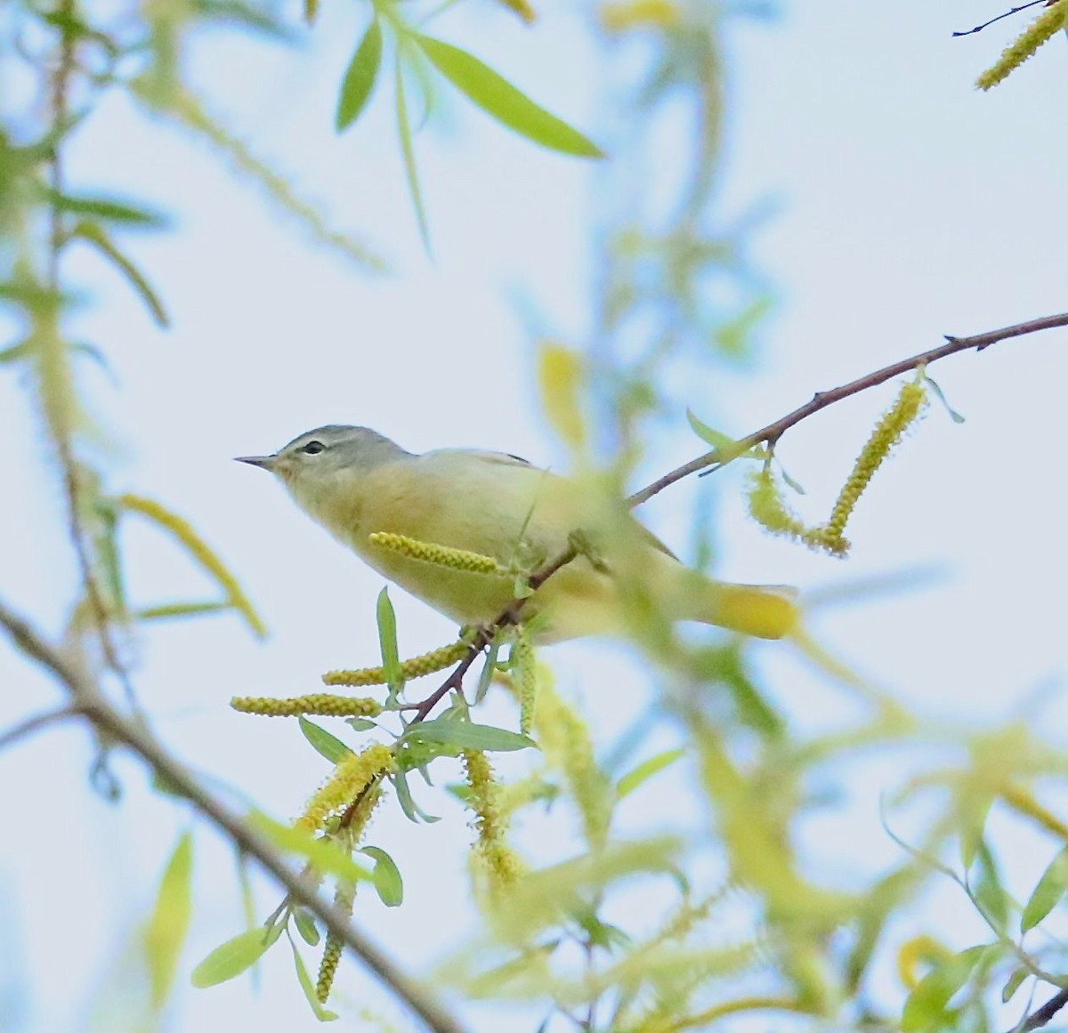 Tennessee Warbler - Charles Lyon