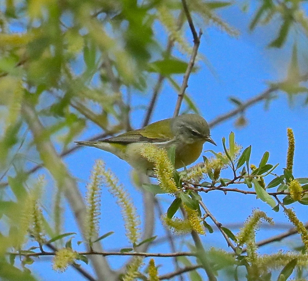 Tennessee Warbler - ML96693471