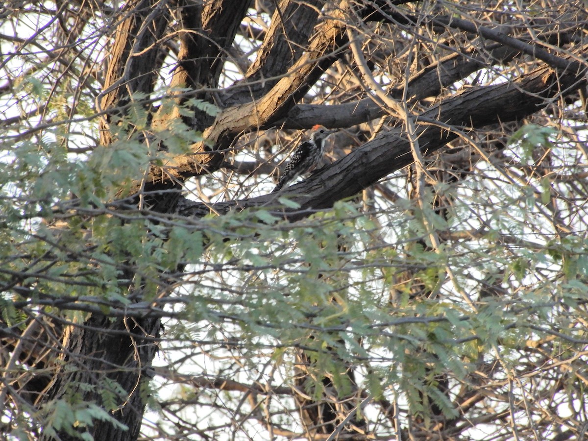 Yellow-crowned Woodpecker - jenis patel