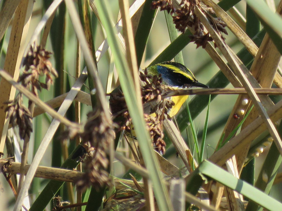 Many-colored Rush Tyrant - Constanza Herrera