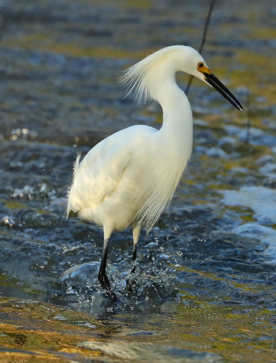 Snowy Egret - ML96694001