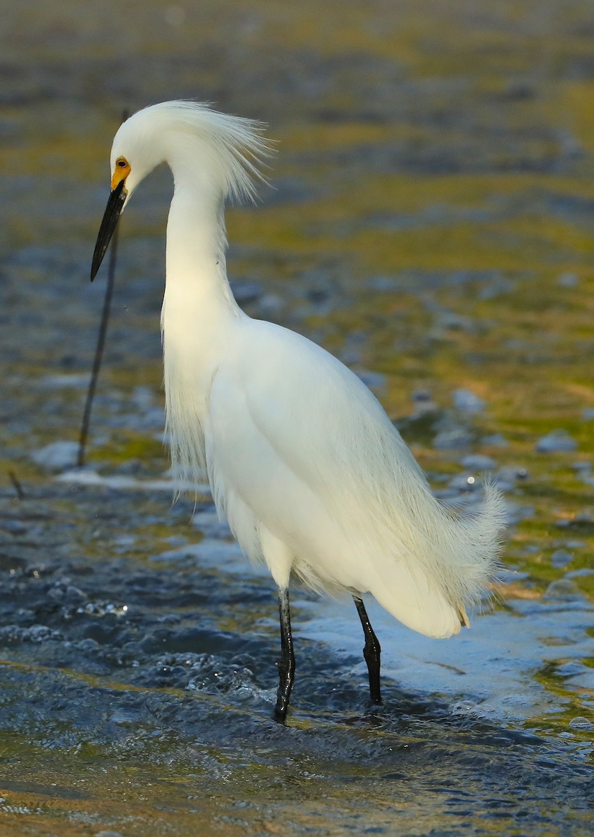 Snowy Egret - ML96694021