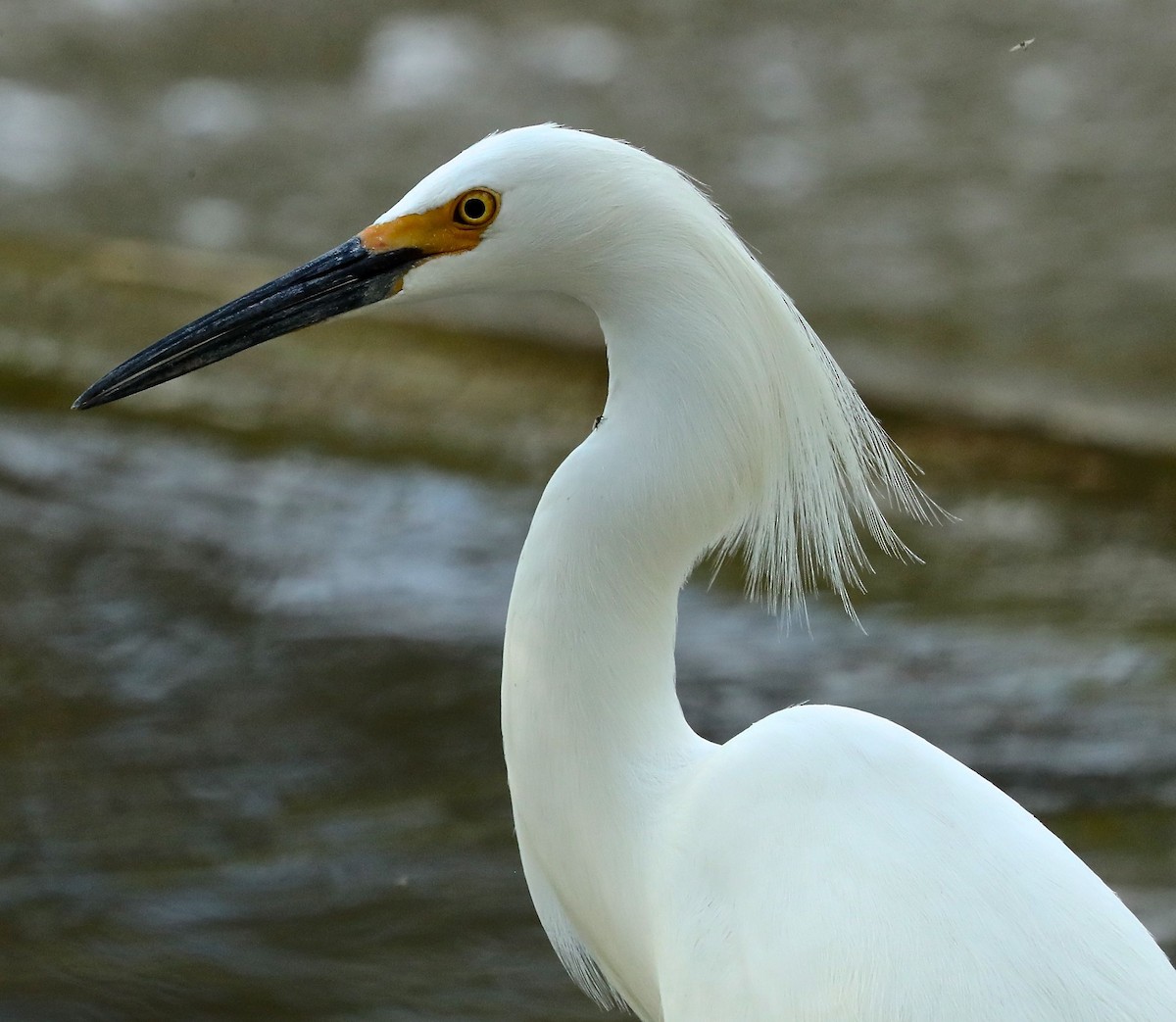 Snowy Egret - ML96694051