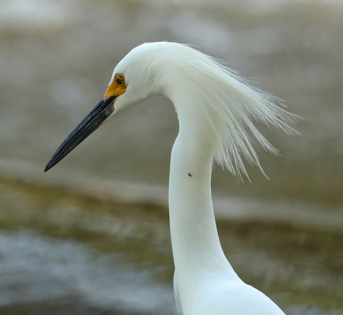 Snowy Egret - ML96694081