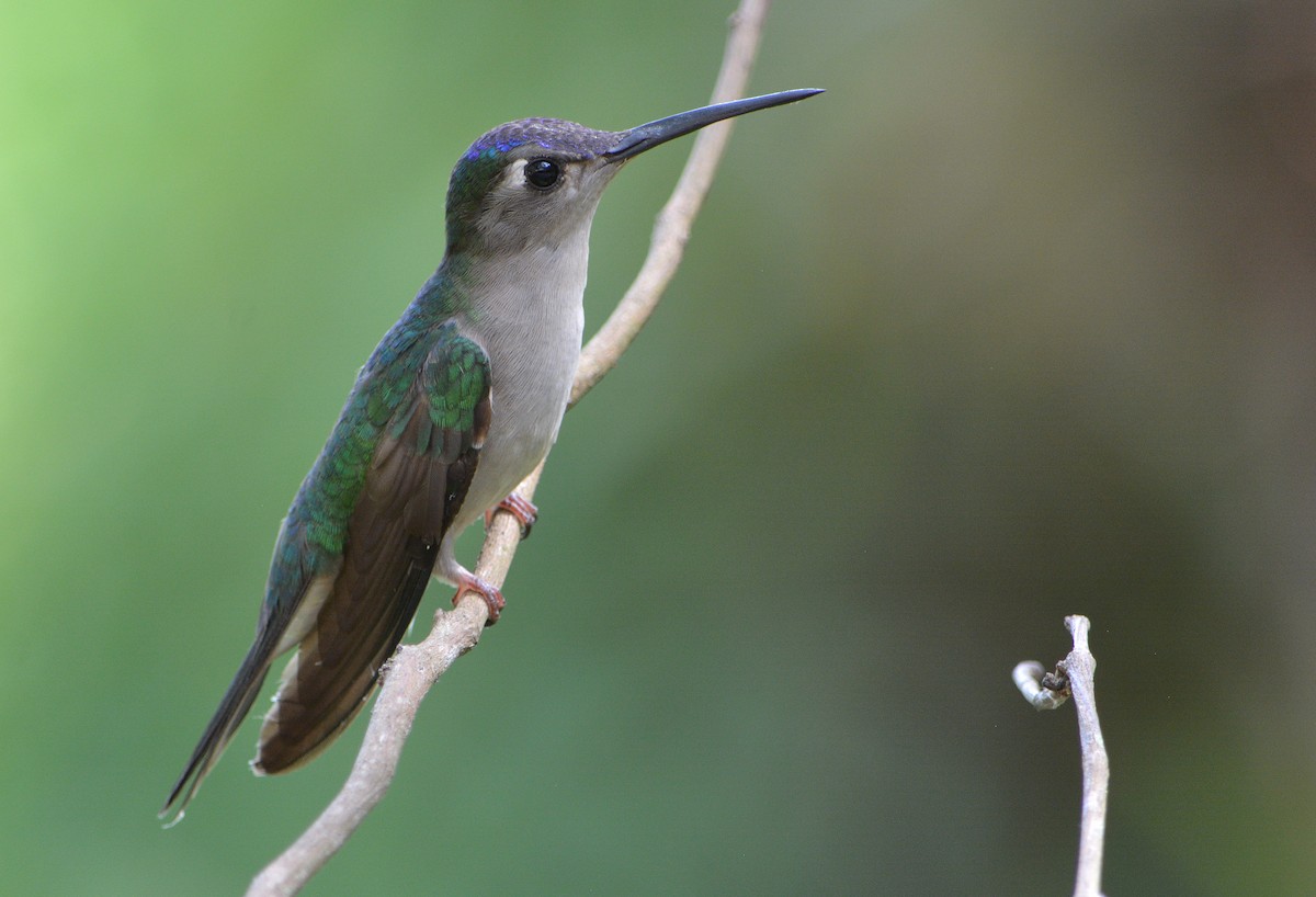 Wedge-tailed Sabrewing - ML96695351