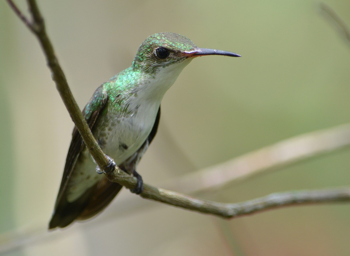 White-bellied Emerald - ML96695481