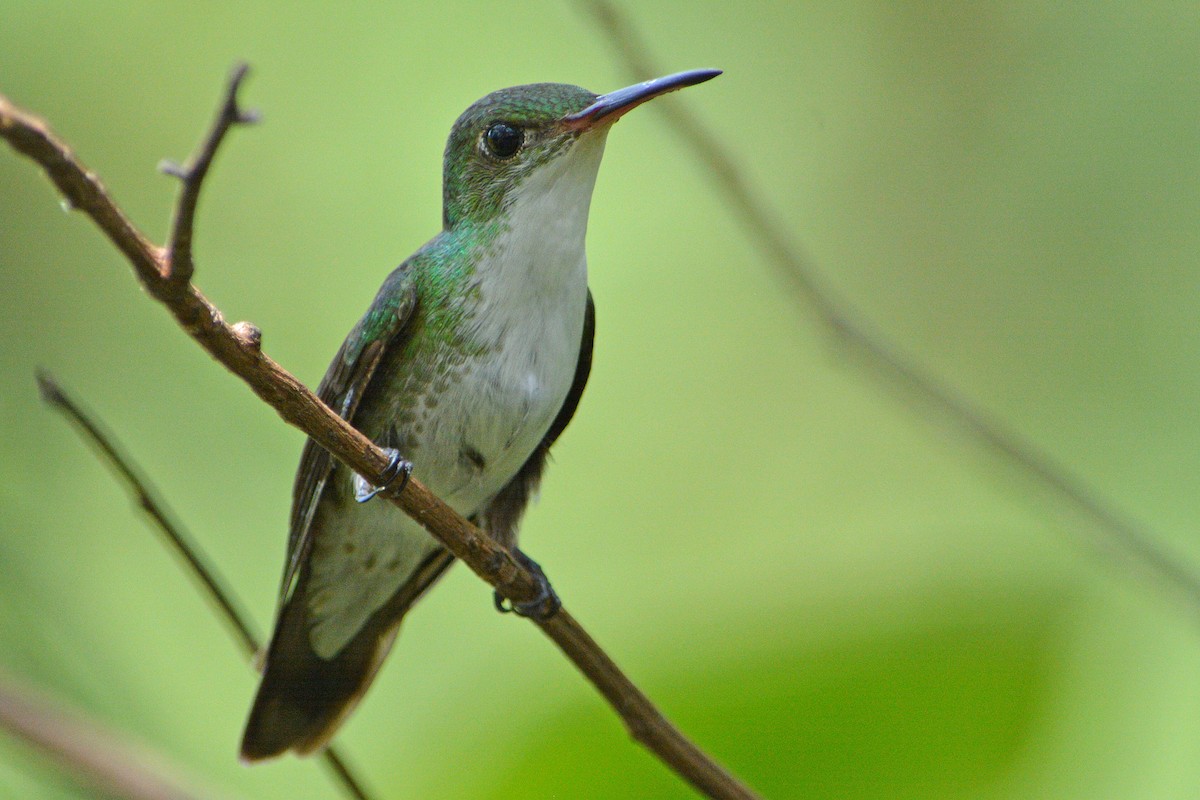 White-bellied Emerald - Jorge Dangel