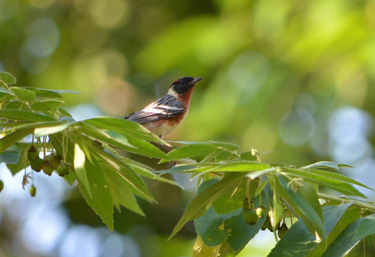 Bay-breasted Warbler - Jorge Dangel