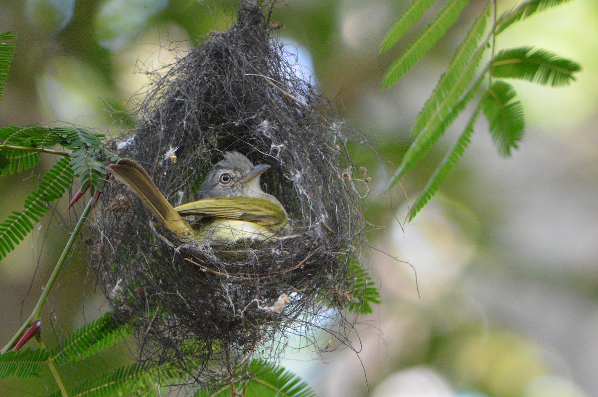 Yellow-olive Flatbill - ML96696091