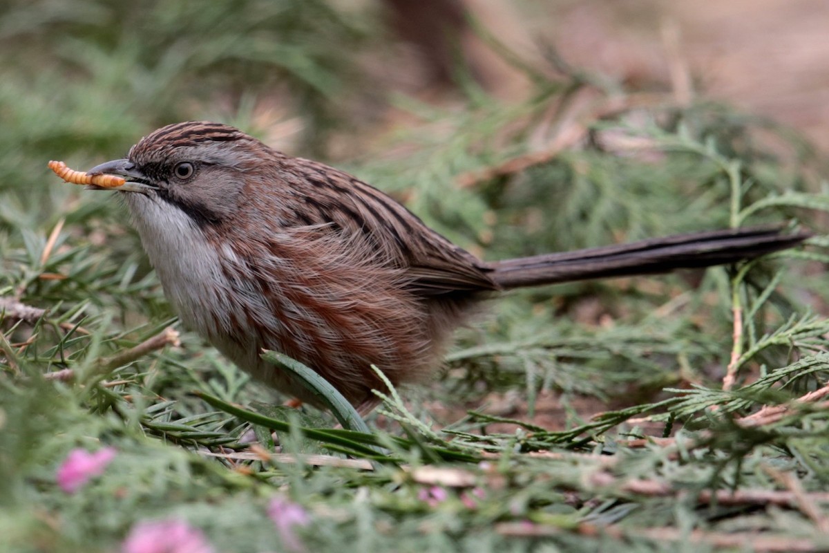 Beijing Babbler - Aaron Maizlish