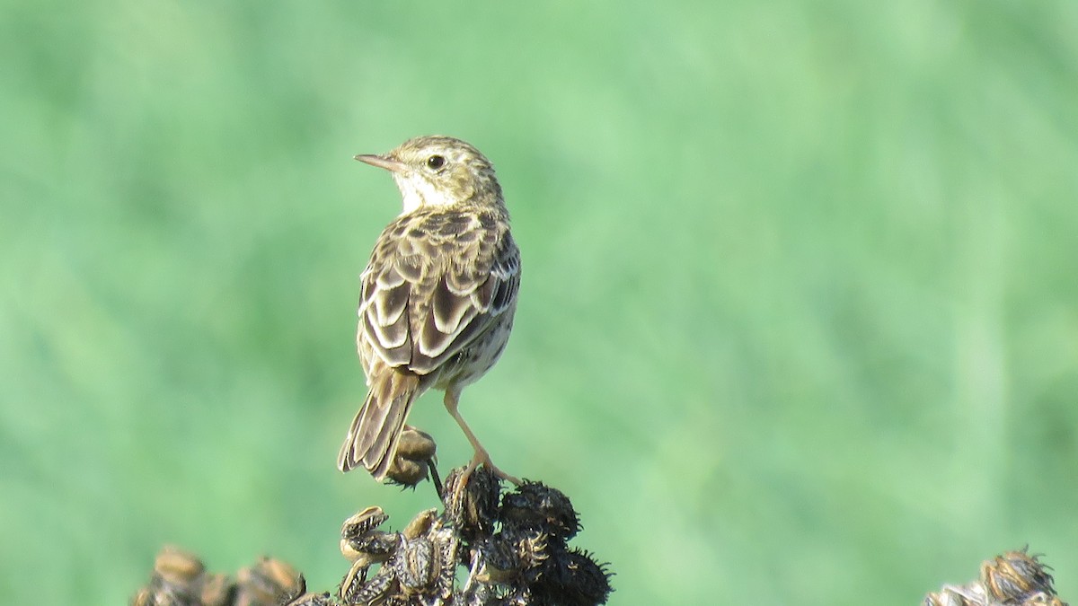 Peruvian Pipit - David  Samata Flores