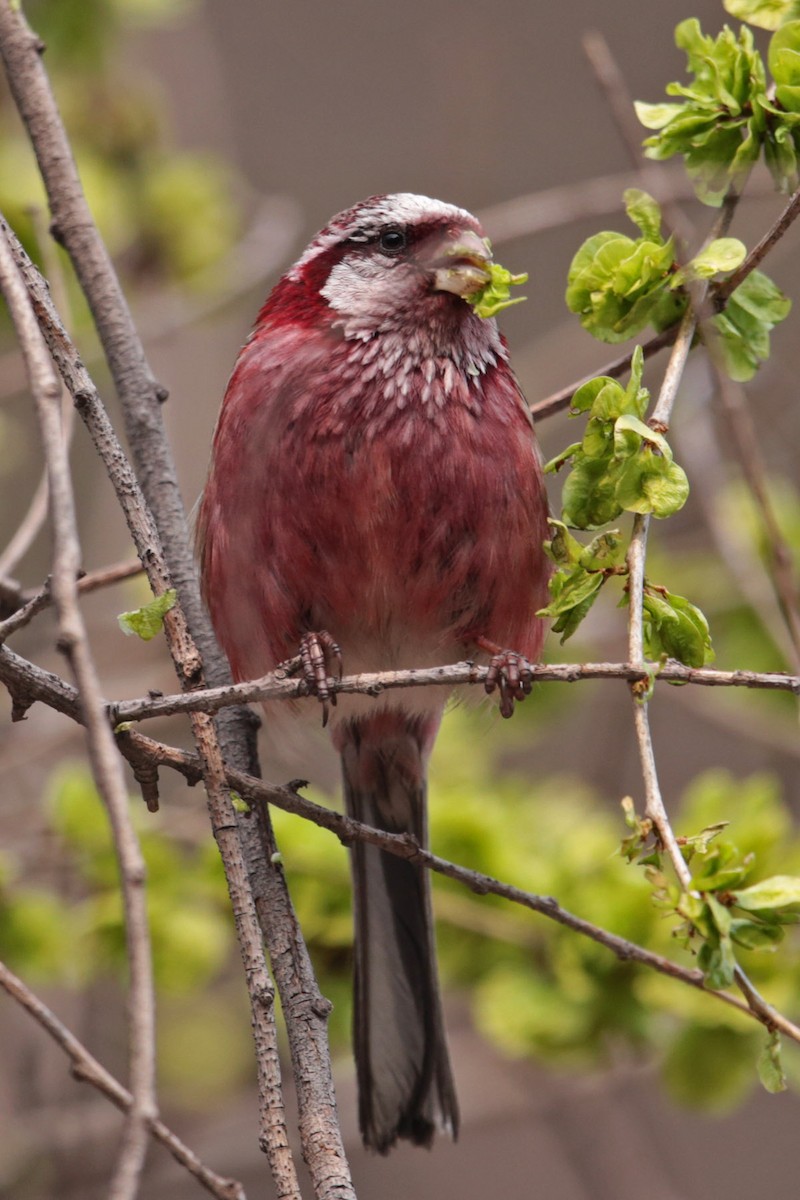 Long-tailed Rosefinch - ML96698041